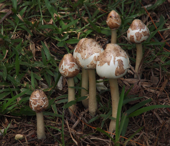[A cluster of about eight mushrooms with long thick tan stems. The tops on these resemble a turban shape and are white with a brown coating. As the cap grows larger, it splits and crackles the coating so more white is visible. The mushrooms vary in height.]